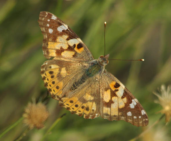  Vanessa cardui